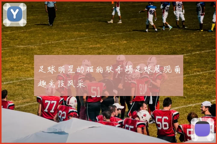 足球明星的猫狗联手踢足球展现萌趣竞技风采